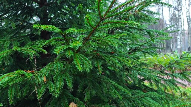 Walk among coniferous pine and fir trees, branches with needles hanging around, bright green needles