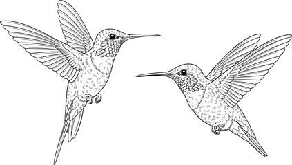 hummingbird, bird, flight, feather, wing, beak, nature, black, white, outline, pair, symmetry, sketch, elegant, illustration