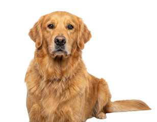 Obraz premium Close-up studio portrait of an attentive Golden Retriever against a deep void.