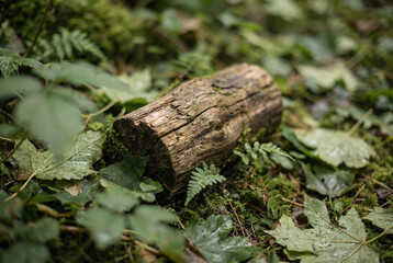 A close-up shot of a weathered wooden log lying on a green forest floor surrounded by moss and lush foliage