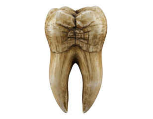 Detailed Replica of a Large Molar Tooth Showing Crown and Bifurcated Roots