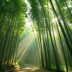 Fototapeta premium Sunlight streams through a dense bamboo forest creating a serene and magical pathway