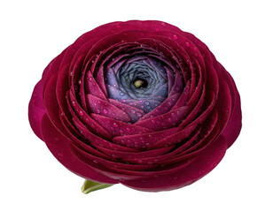 Crimson and Indigo Ranunculus Petals with Water Droplets