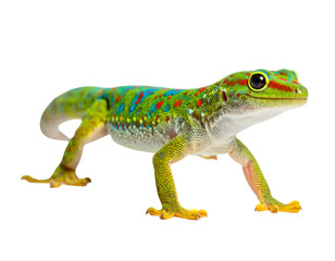 Colorful green gecko with red and blue spots on a black backdrop