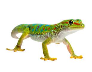 Colorful green gecko with red and blue spots on a black backdrop