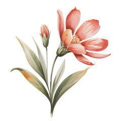 Watercolor peach flower with bud and green leaves isolated on transparent background