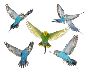 Five parakeets, blue and green, flying against black background