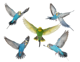 Five parakeets, blue and green, flying against black background