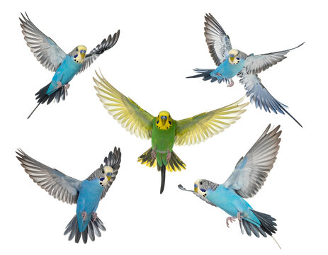 Five parakeets, blue and green, flying against black background
