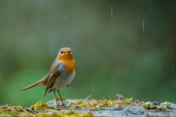 Closeup of european robin in the rain standing on the ground