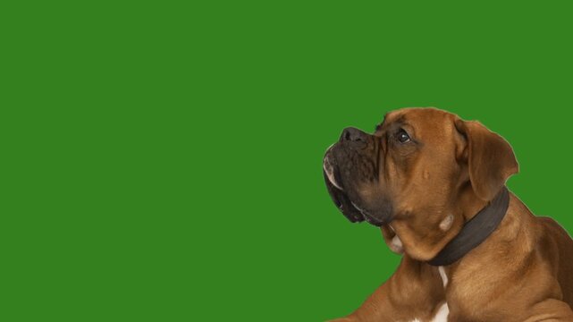 Portrait of a boxer dog on a green screen