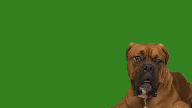 Portrait of a boxer dog on a green screen