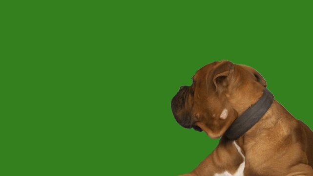 Portrait of a boxer dog on a green screen