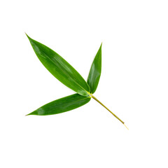 Fototapeta premium Fresh Green Bamboo Leaves Branch - Tropical Botanical Specimen Isolated