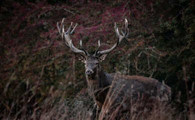Obraz premium Deer