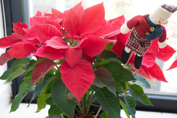 A potted poinsettia plant, with a snowman ornament among the leaves