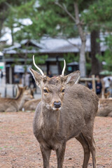 Wild sika deer living in Nara park, sacred messengers of the gods, in city Nara, Honshu island former capital of Japan