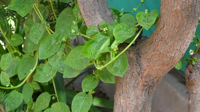 Poi saag or Malabar Spinach creeper or plant with fresh green leaves