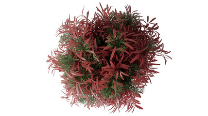 Abstract red and green organic form isolated on transparent background