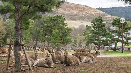 Wild sika deer living in Nara park, sacred messengers of the gods, in city Nara, Honshu island former capital of Japan