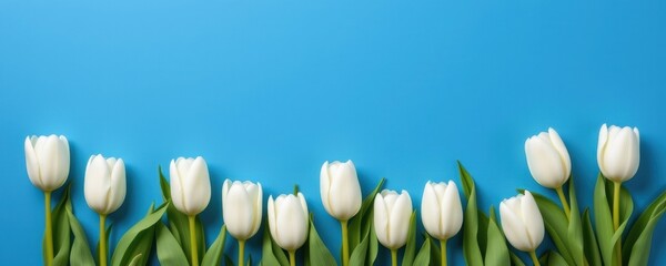 Elegant white tulips against a vibrant blue background floral photography nature close-up freshness