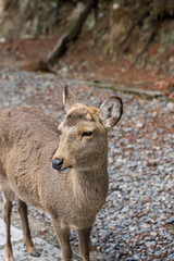 Portrait Wild sika deer living in Nara park, sacred messengers of the gods, in city Nara, Honshu island former capital of Japan