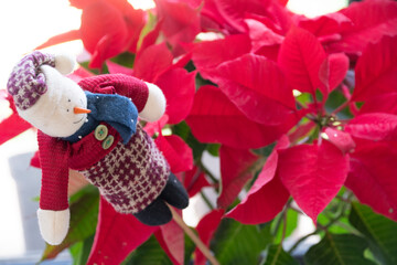 A potted poinsettia plant, with a snowman ornament among the leaves
