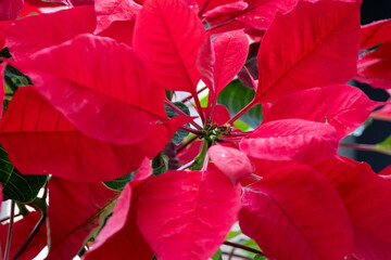 Close-up shot of a potted poinsettia plant.