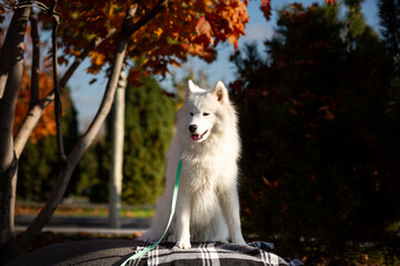 A portrait of a cute, fluffy white Samoyed sitting on a checkered blanket on a huge granite boulder...