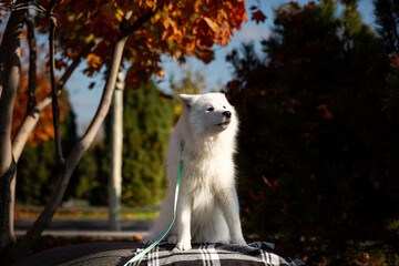 A portrait of a cute, fluffy white Samoyed sitting on a checkered blanket on a huge granite boulder in an autumn city park