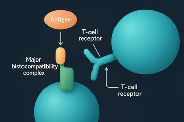 Educational immunology graphic showing T cell receptor, antigen, and major histocompatibility complex MHC. modern scientific diagram for biology presentation