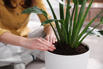 Woman transplanting houseplant into pot on floor at home, closeup