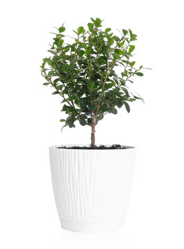 Beautiful potted clusia houseplant isolated on white
