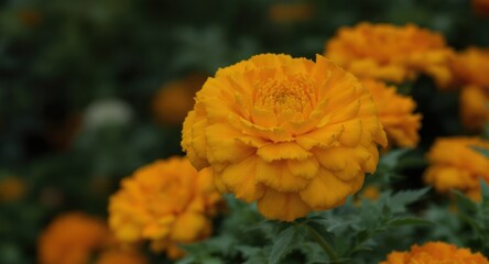 Close-up of vibrant orange flowers with layered petals, set against leafy greens