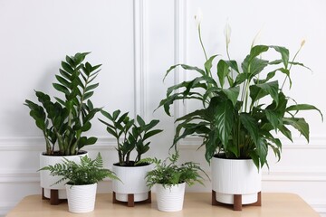 Beautiful potted houseplants on wooden table near white wall
