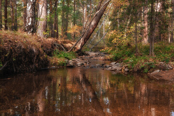 An autumn forest landscape with a shallow stream flowing through a rocky riverbed.
