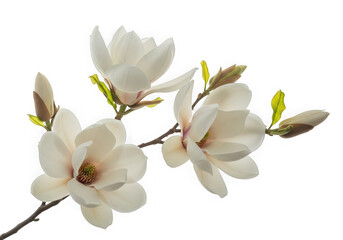 Elegant white magnolia blossoms buds on a branch, highlighting their natural beauty, isolated on transparent background