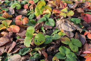 Colorful leaves on the ground in the garden during autumn season with green plants mixed in