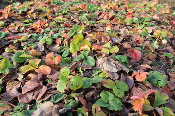 Colorful leaves cover the ground in a garden during autumn season in a park