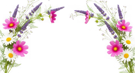 Beautiful floral arch arrangement vibrant pink cosmos, white daisies, purple lavender, isolated on transparent background