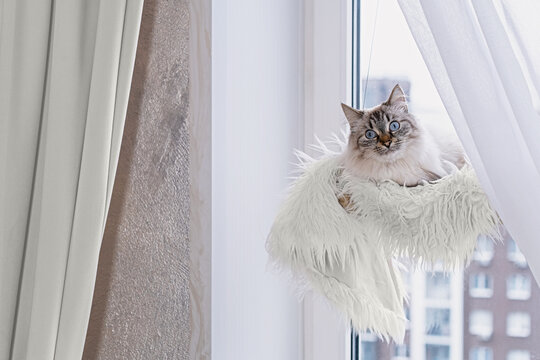 Neva Masquerade cat in cozy window hammock