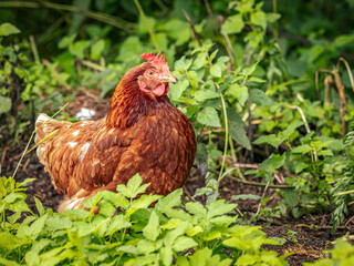 Brown Hen Standing Amid Green Garden Foliage in a Natural Outdoor Poultry Scene