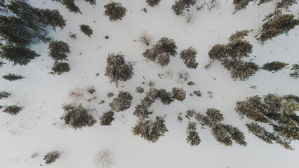 Aerial top-down view of snowy forest and scattered frost-covered trees in winter landscape