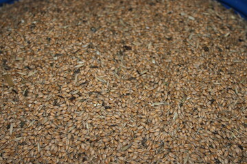 Wheat grains spread out for drying in a large container in a rural setting during daylight hours