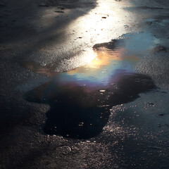 Fototapeta premium Abstract macro shot of an oil slick puddle on dark wet asphalt reflecting a vibrant rainbow spectrum of colors.