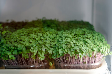 Small green plants grow in trays inside a refrigerator. They are arranged neatly and are receiving adequate light. The space is organized for easy access and care