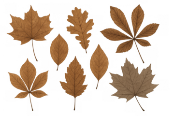 Autumn leaves collection featuring a variety of fall foliage, seasonal brown and dried maple, oak, chestnut tree leaves
