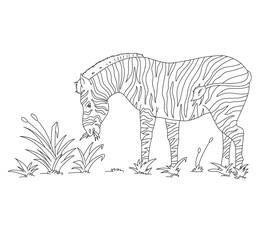 Cute cartoon hand drawn vector  zebra grazing on grass outline.