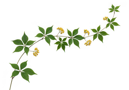Elegant green vine vibrant leaves tiny yellow flowers, gracefully curving, isolated on transparent background - Powered by Adobe
