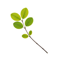 Delicate sprig of verdant foliage on a transparent canvas representing growth and nature